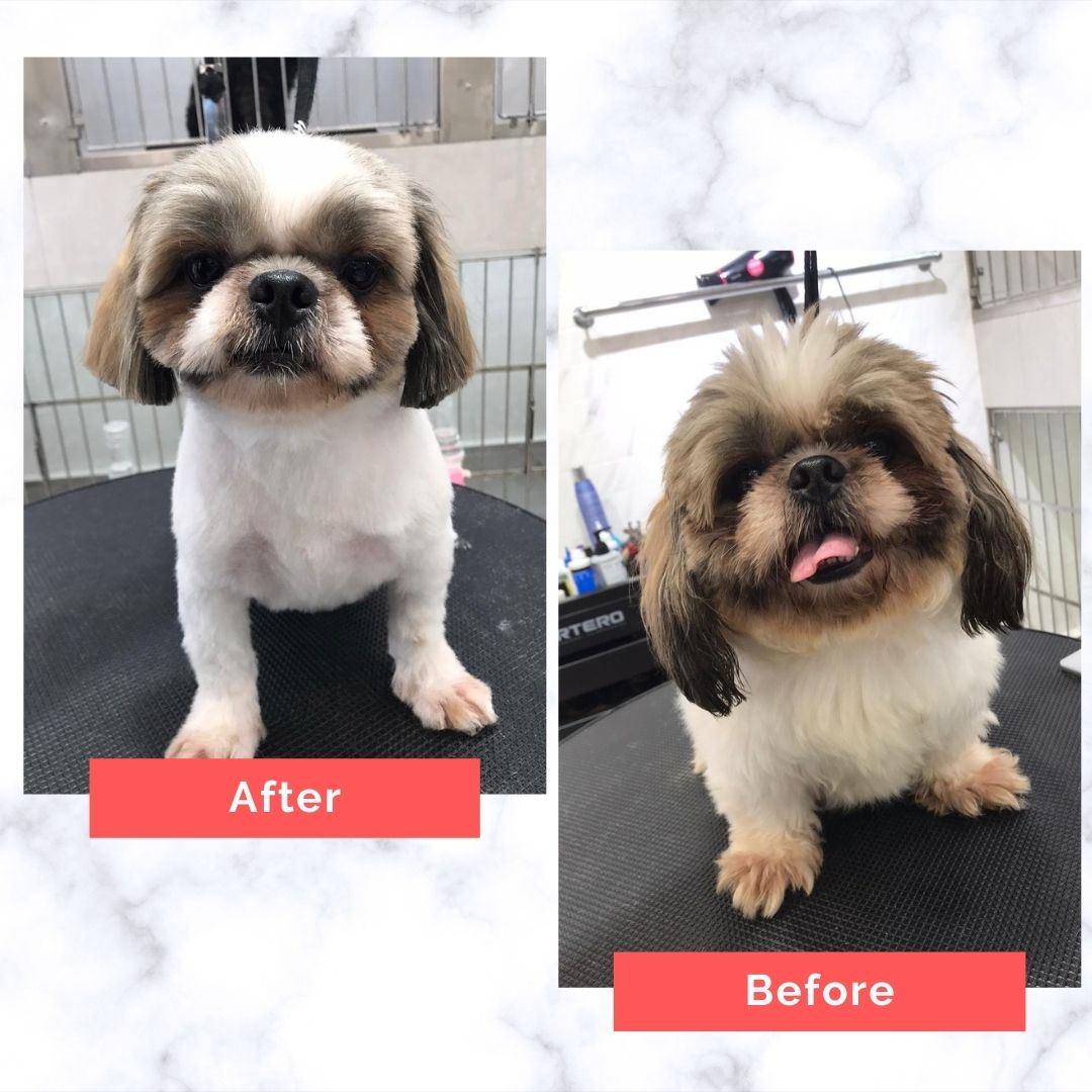 Shih tzu Dog Grooming Before and After